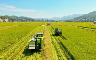 大米科技到底怎么样 人造大米：科技赋能，开启健康饮食新时代