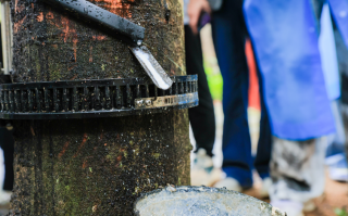 割胶新科技 割胶“黑科技”助力天然橡胶生产自动化